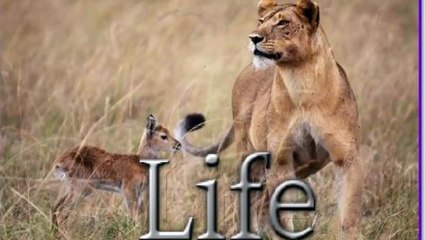 a dog to cry when his friend dead