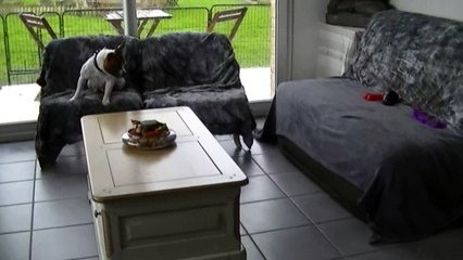 17.4 Feestje & son petit Lechien de STAFFORDLAND