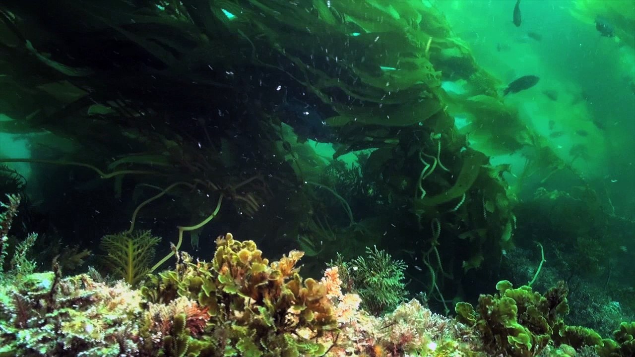 Des vaisseaux marins