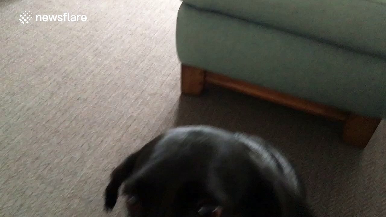 Obedient dog stops wagging tail on command