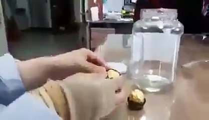 Dari Cokelat ini keluar ulat-ulat kecil yang jumlahnya banyak.Mengerikan, Sob!