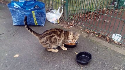 Petite minette seule depuis le décès de sa maîtresse