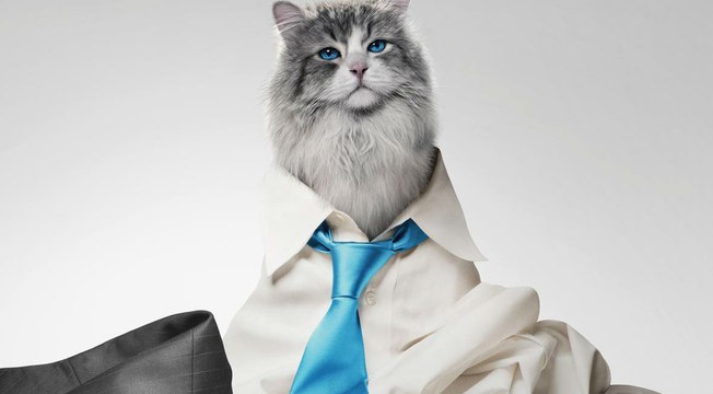 Les Neuf vies de Mr. Fuzzypants - bande annonce 2 - VF - (2016)