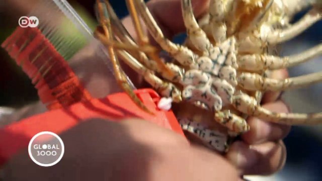 Bedrohte Delikatessen: Langustenschutz in Mexiko | Global 3000