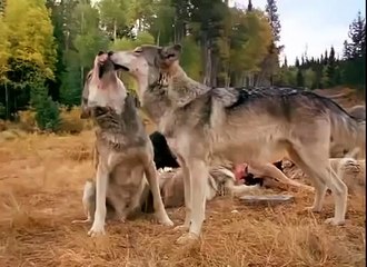 Documentary - Living With Wolves Part 2