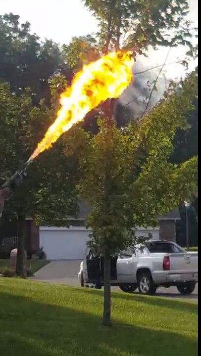 Bruler un nid de guêpes avec un lance-flamme