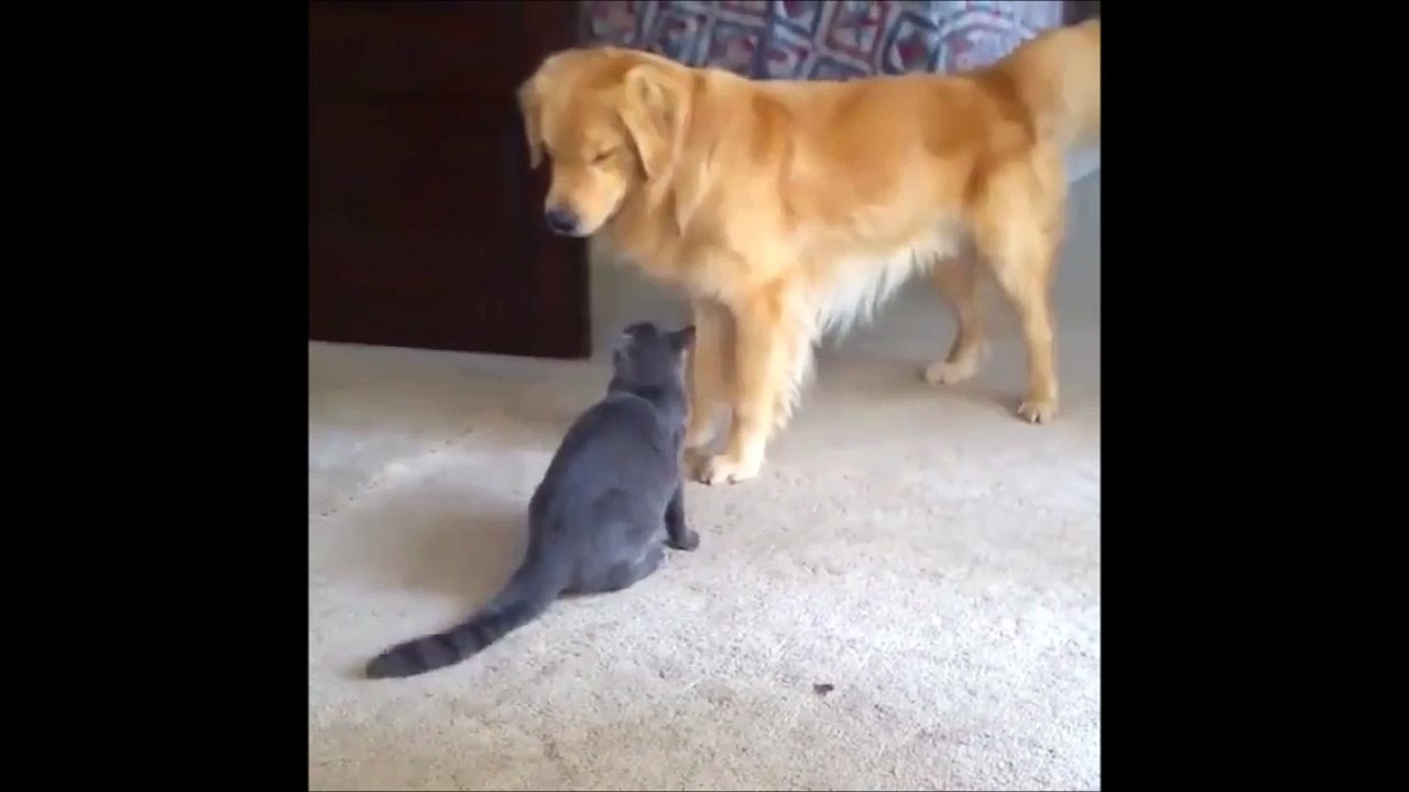 Chien contre Chat : le combat du siècle!