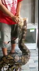 Ular Phyton lagi ngemil