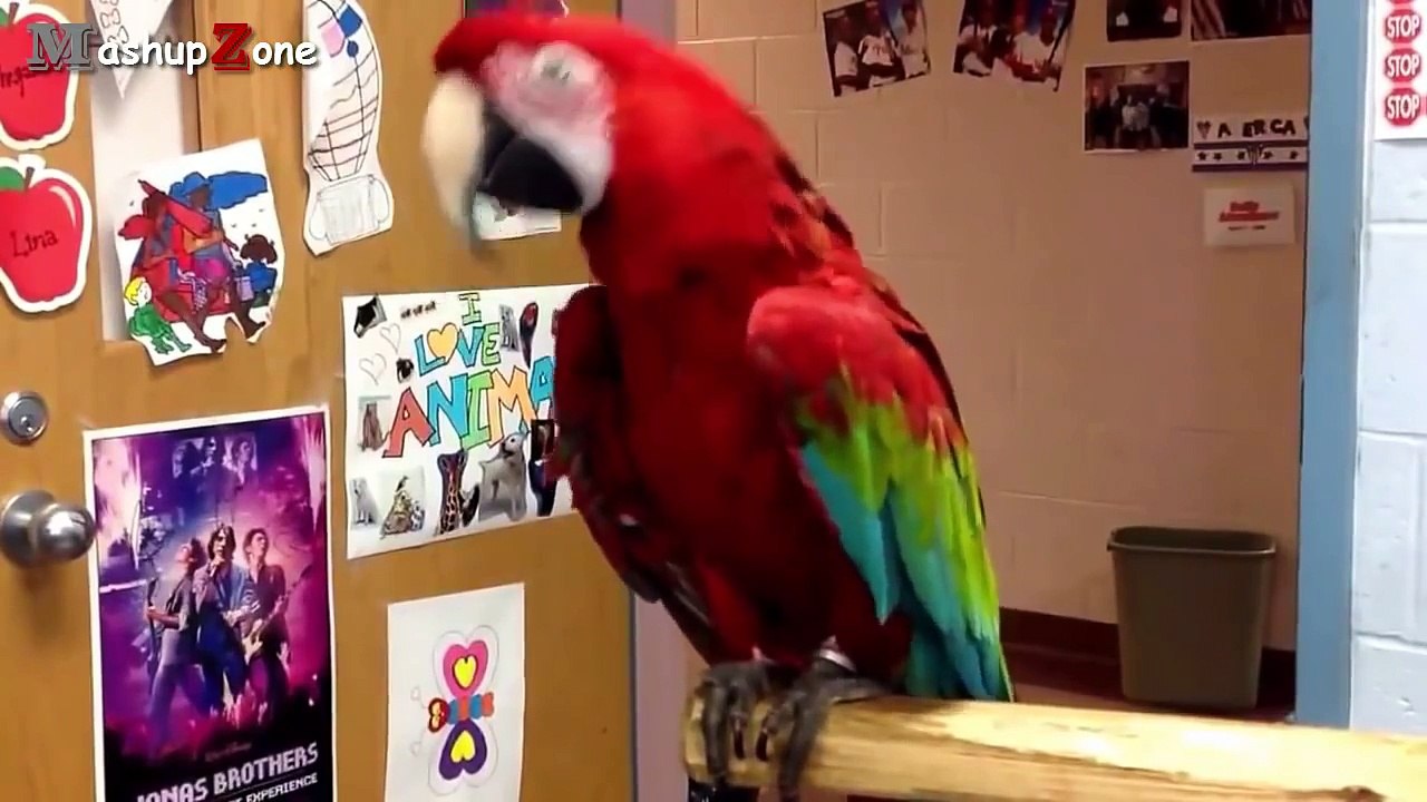Funny Parrots - A Funny Parrot Videos Compilation 2016
