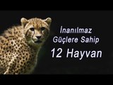 İnanılmaz Güçlere Sahip 12 Hayvan