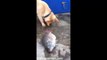 Un chien tente de sauver des poissons en leur apportant un peu d'eau