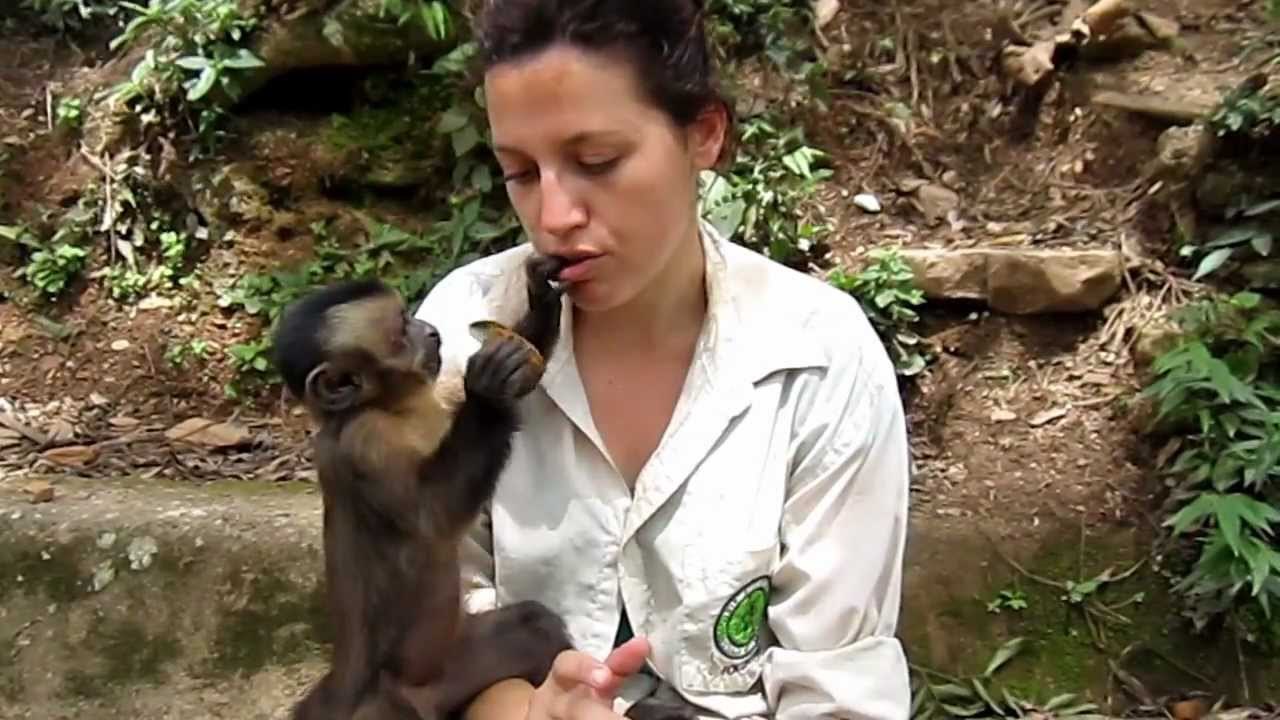 babey monkey choose the flea on cat-