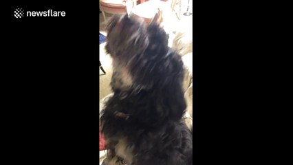 Dog buries down back of sofa in search of a treat