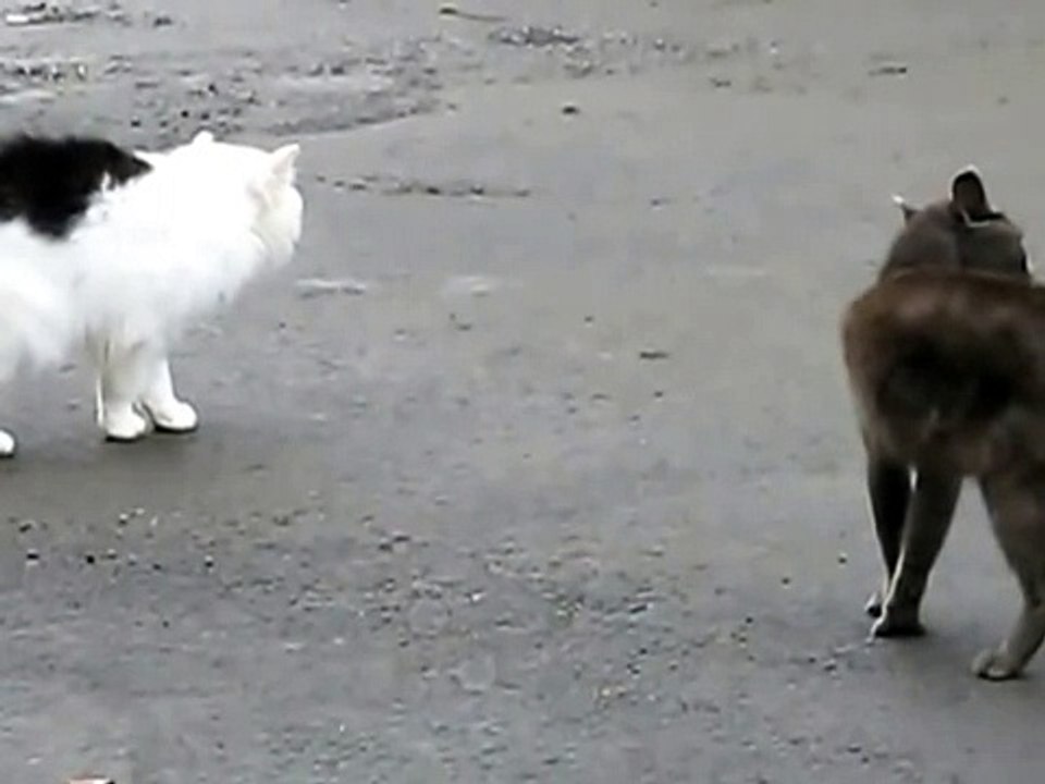 Коты матершинники!