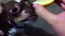 BEST FUNNY ANIMALS TRY NOT TO LAUGH Dog eats lemon