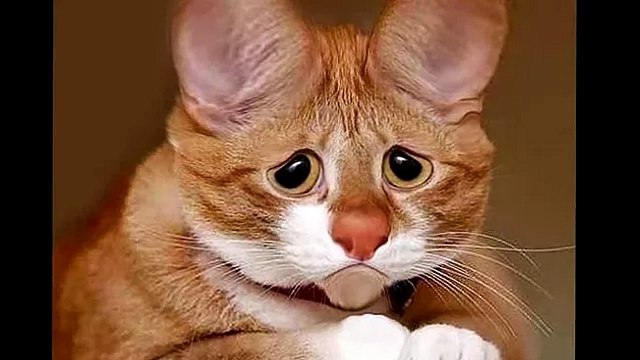 И пришла БЕЛОЧКА или как угнать самолёт за три секунды !