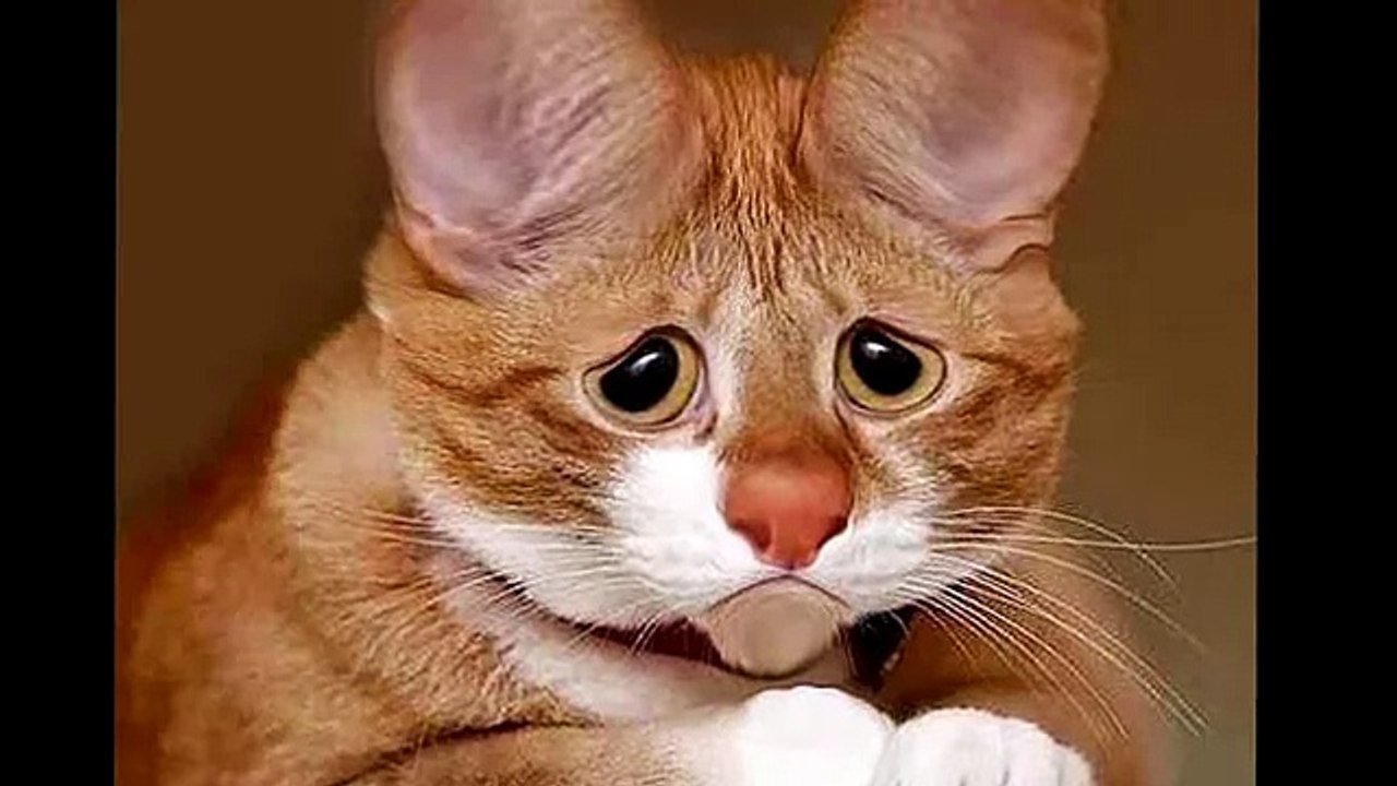 И пришла БЕЛОЧКА или как угнать самолёт за три секунды !