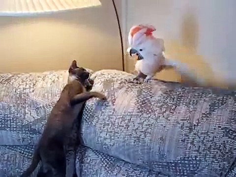 Бои без правил кот против попугая !