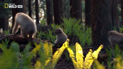 National Geographic Documental De Animales: Mono De Nieve - 2016