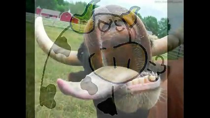 El Perro Boby, canción infantil, cancion para niños