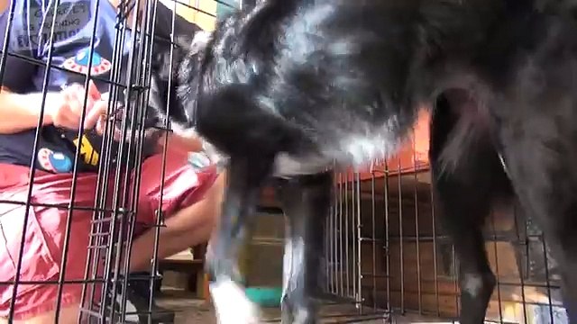 How to Potty Train & Crate Train a Puppy