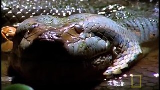 Anaconda Stalks World's Largest Rodent -