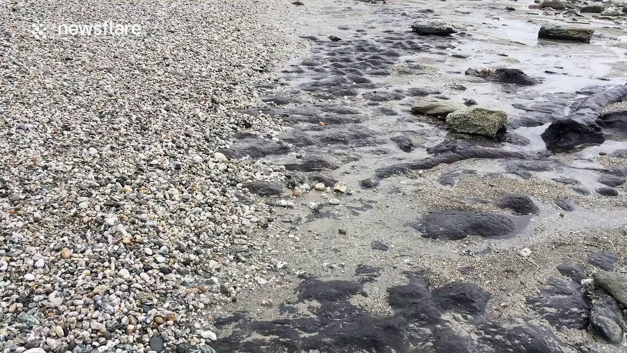 Magnificent submerged ancient forest exposed after Cornwall storms