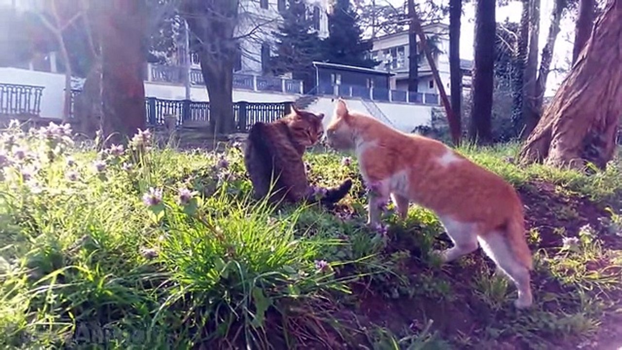 Angry Cats Compilation 2015