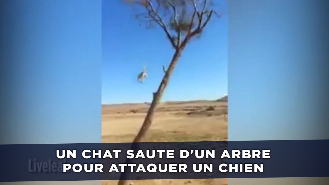 Un chat saute d'un arbre pour attaquer un chien