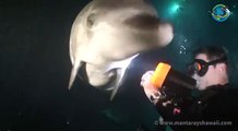 This dolphin has something stuck in him. When the diver tears it out? Pure joy.