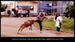Best Public Animal Attack Funny Animal Attack Video