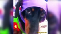 Cute Puppies Dogs Vines 2015 - Dog Vine Videos 2015 - 720p (HD)