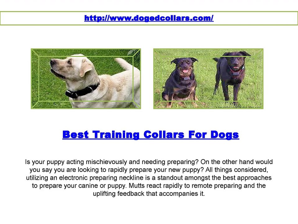 Best Training Collars For Dogs