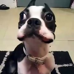 Did you just steal a carrot?