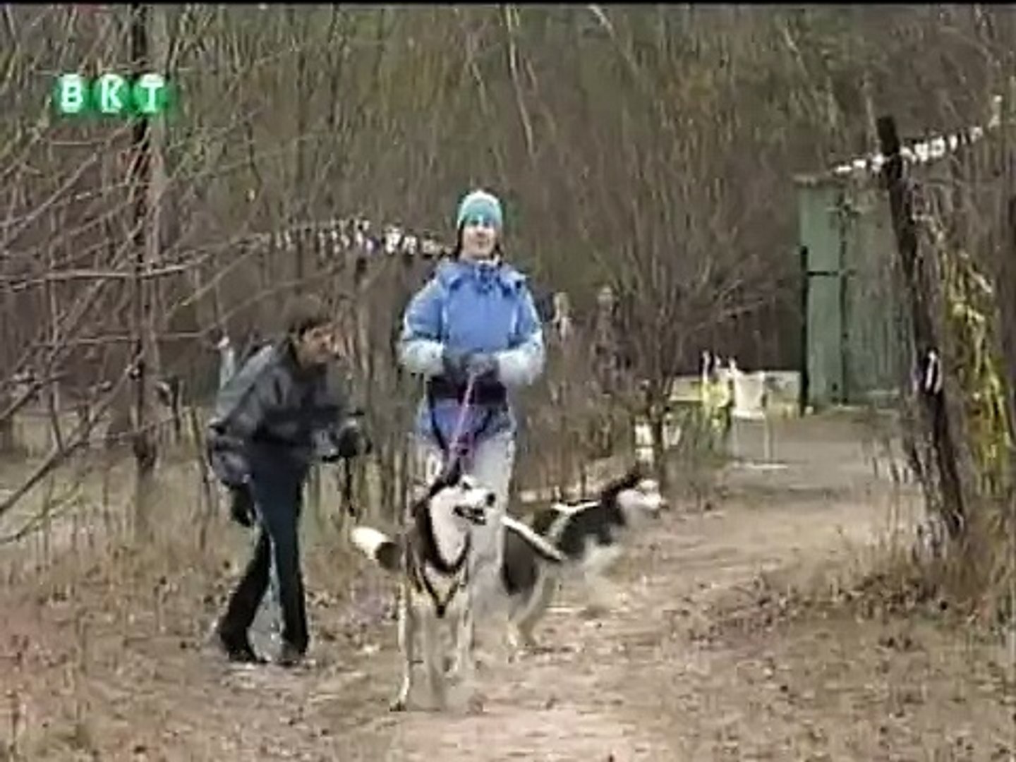 Sleddog VKT - Ездовой спорт - ВКТ