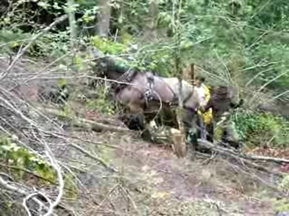 Chantier de débardage à cheval en Devoluy-mai-2007-1