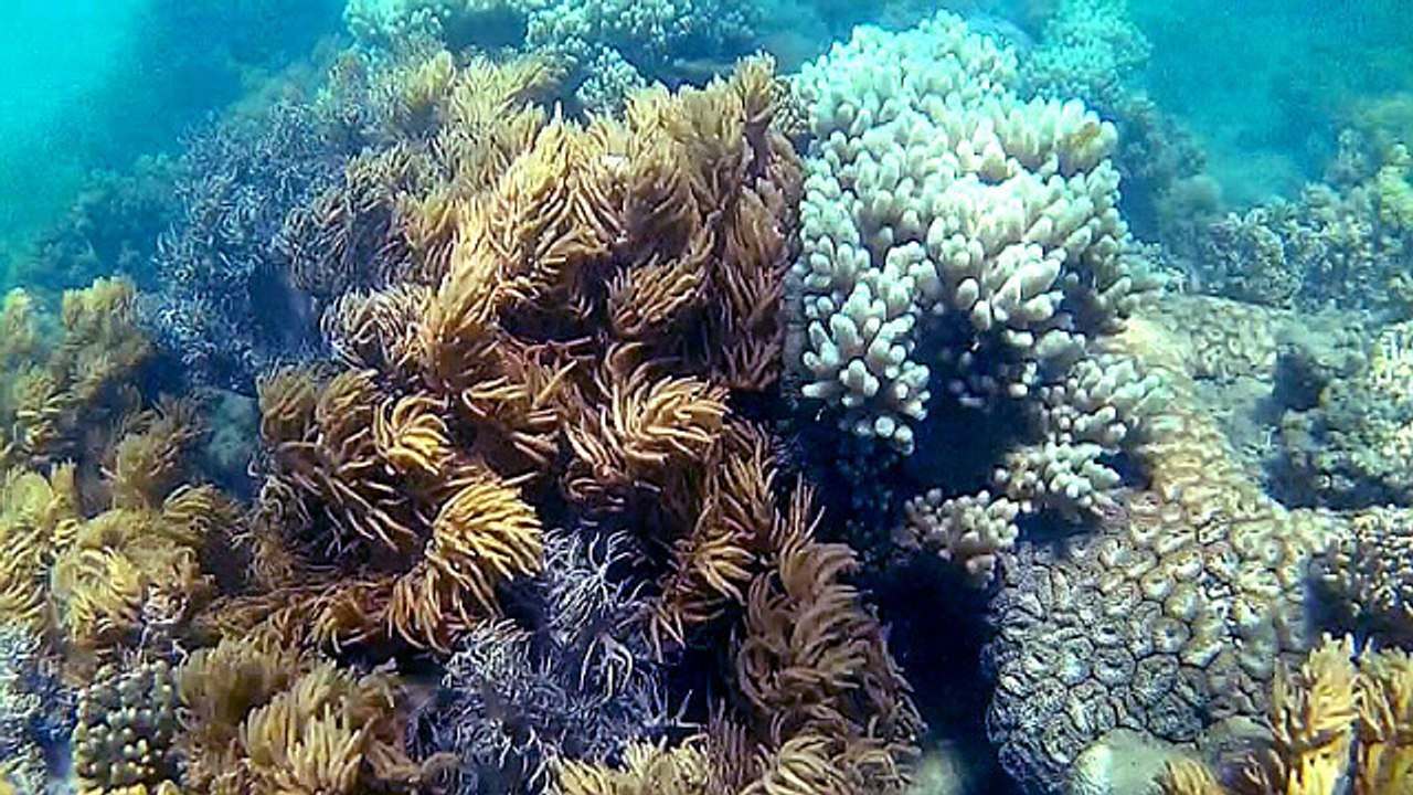 dag 20-22: Great Barrier Reef - Sydney - Brussel 19-21/11/15