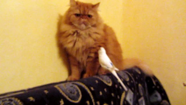 Попугай довёл до слёз бедного кота!