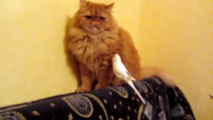 Попугай довёл до слёз бедного кота!