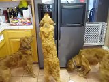 Ces chiens découvrent un nouveau truc dans la cuisine