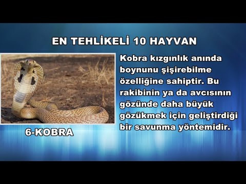 En Tehlikeli 10 Hayvan