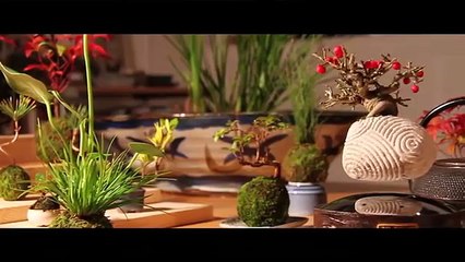 FLOATING AIR BONSAI