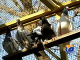 Pigeon flying banned in Islamabad