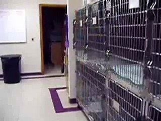 Cok fena korkmus kedi!