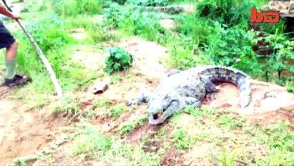 Crocodile Attack Keeper Bitten By Angry Reptile
