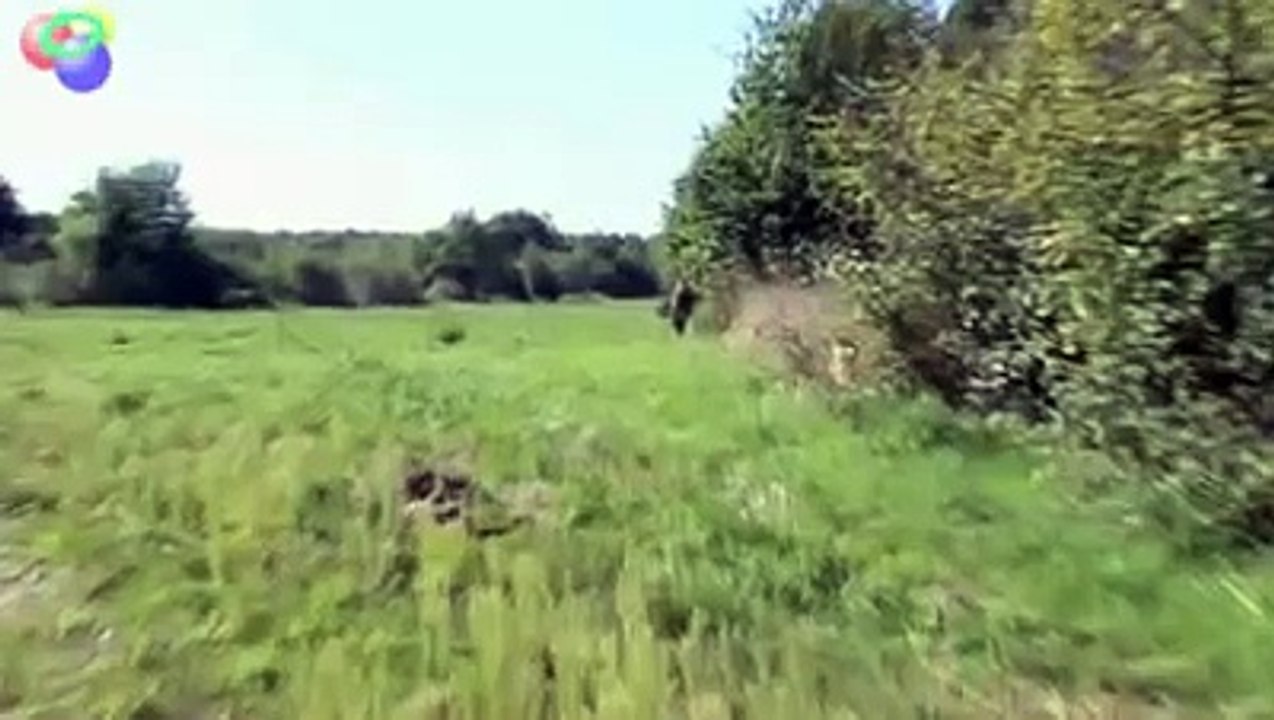 Divocak z blizka