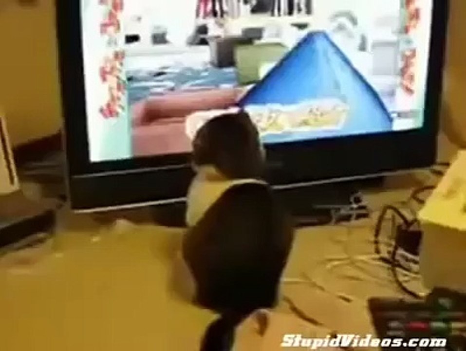 piskopat kedi