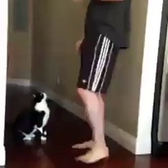 Прикол Кот обнимается