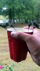 True Love (2016) 💖