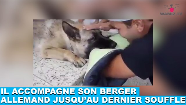 Il accompagne son berger allemand jusqu'au dernier souffle. Revivez le moment dans la minute chien #138